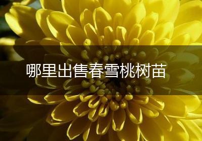 哪里出售春雪桃树苗
