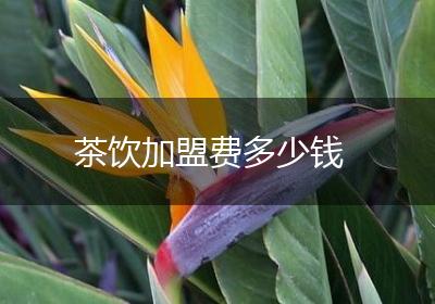 茶饮加盟费多少钱