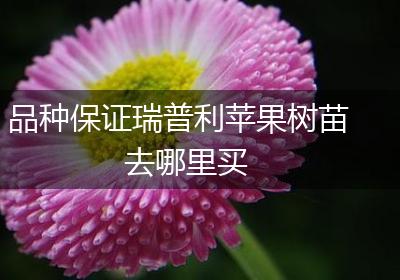 品种保证瑞普利苹果树苗去哪里买