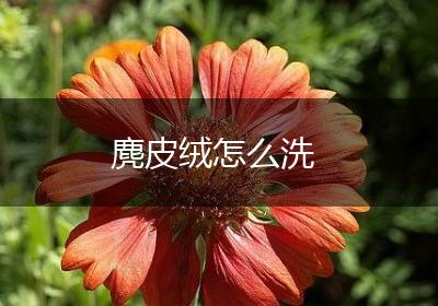 麂皮绒怎么洗