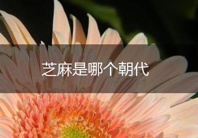 芝麻是哪个朝代