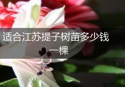 适合江苏提子树苗多少钱一棵