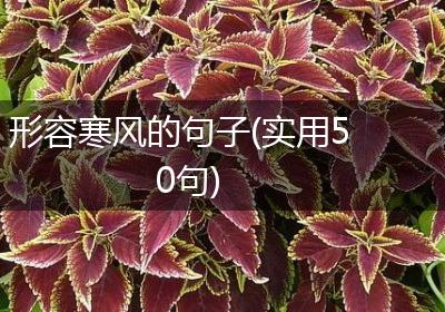 形容寒风的句子(实用50句)