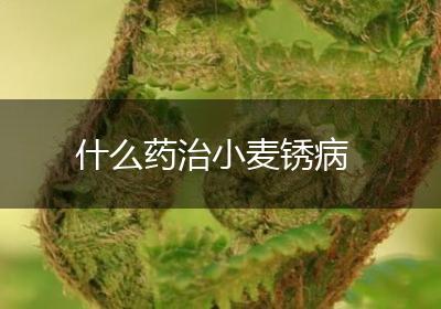 什么药治小麦锈病