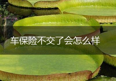车保险不交了会怎么样