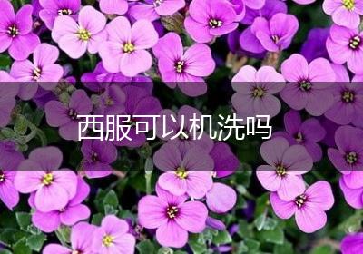 西服可以机洗吗