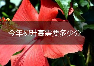 今年初升高需要多少分