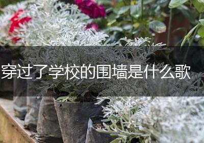 穿过了学校的围墙是什么歌