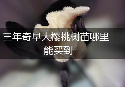 三年奇早大樱桃树苗哪里能买到