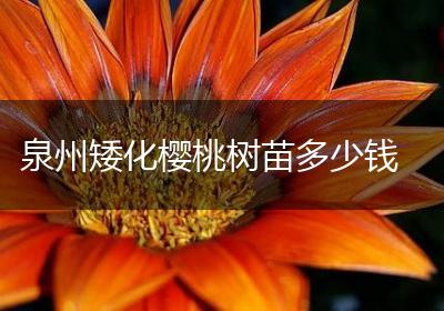 泉州矮化樱桃树苗多少钱
