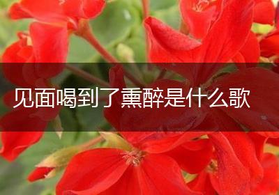 见面喝到了熏醉是什么歌
