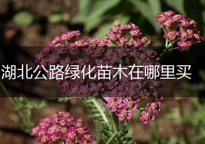 湖北公路绿化苗木在哪里买