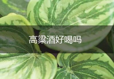 高粱酒好喝吗