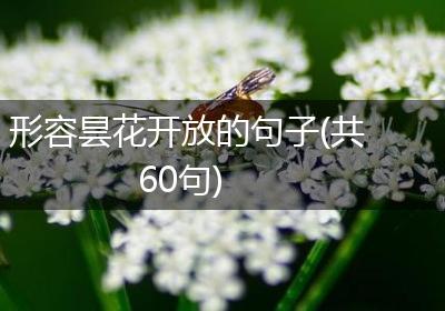 形容昙花开放的句子(共60句)
