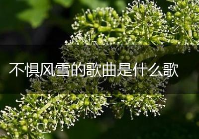 不惧风雪的歌曲是什么歌