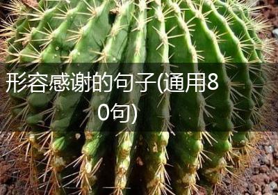 形容感谢的句子(通用80句)