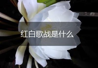 红白歌战是什么