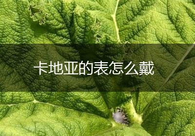卡地亚的表怎么戴
