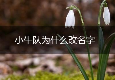 小牛队为什么改名字