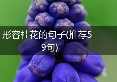 形容桂花的句子(推荐59句)
