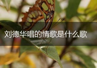 刘德华唱的情歌是什么歌
