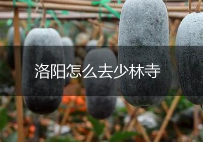 洛阳怎么去少林寺
