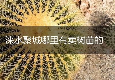 涞水聚城哪里有卖树苗的