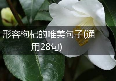 形容枸杞的唯美句子(通用28句)