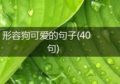 形容狗可爱的句子(40句)
