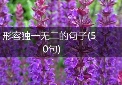 形容独一无二的句子(50句)