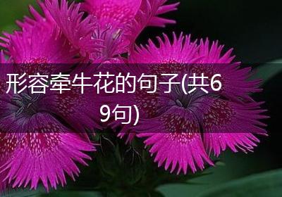 形容牵牛花的句子(共69句)