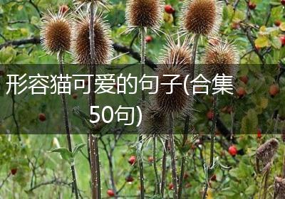 形容猫可爱的句子(合集50句)