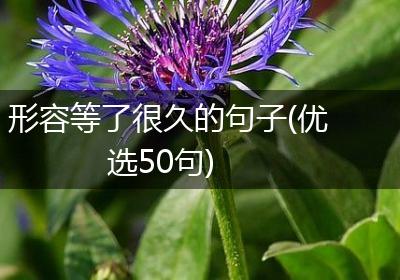 形容等了很久的句子(优选50句)