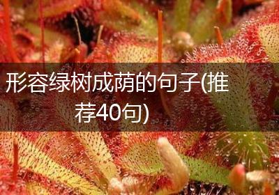 形容绿树成荫的句子(推荐40句)