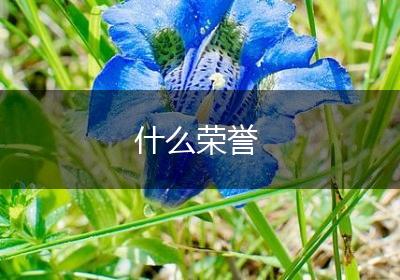 什么荣誉