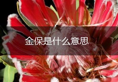 金保是什么意思