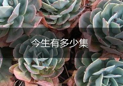今生有多少集