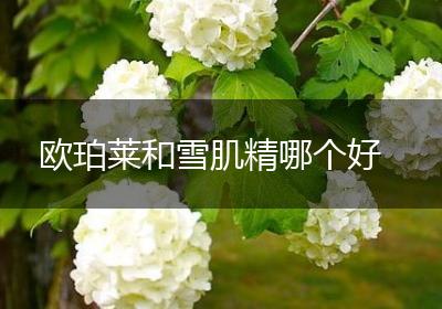 欧珀莱和雪肌精哪个好
