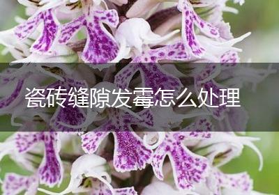瓷砖缝隙发霉怎么处理