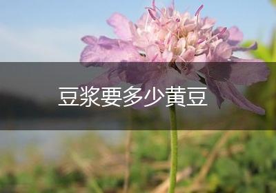 豆浆要多少黄豆