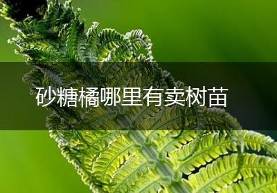 砂糖橘哪里有卖树苗