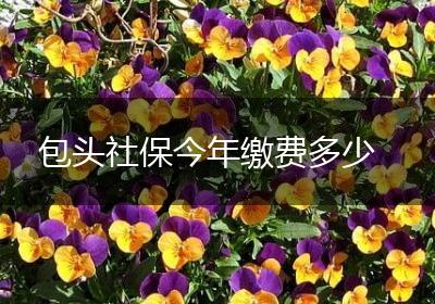 包头社保今年缴费多少
