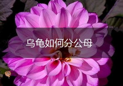 乌龟如何分公母