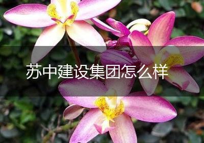 苏中建设集团怎么样
