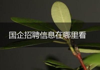 国企招聘信息在哪里看
