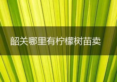 韶关哪里有柠檬树苗卖