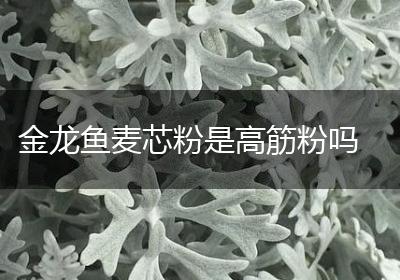 金龙鱼麦芯粉是高筋粉吗