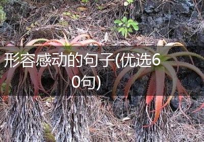 形容感动的句子(优选60句)