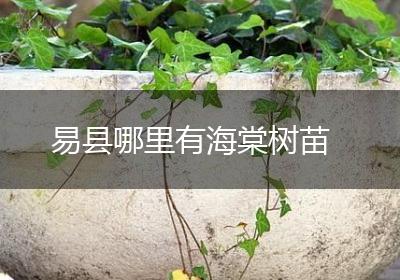 易县哪里有海棠树苗