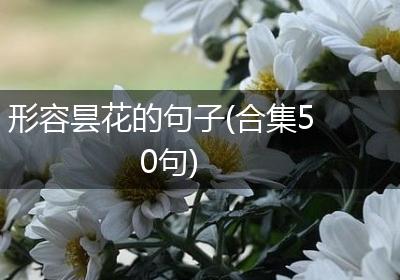 形容昙花的句子(合集50句)